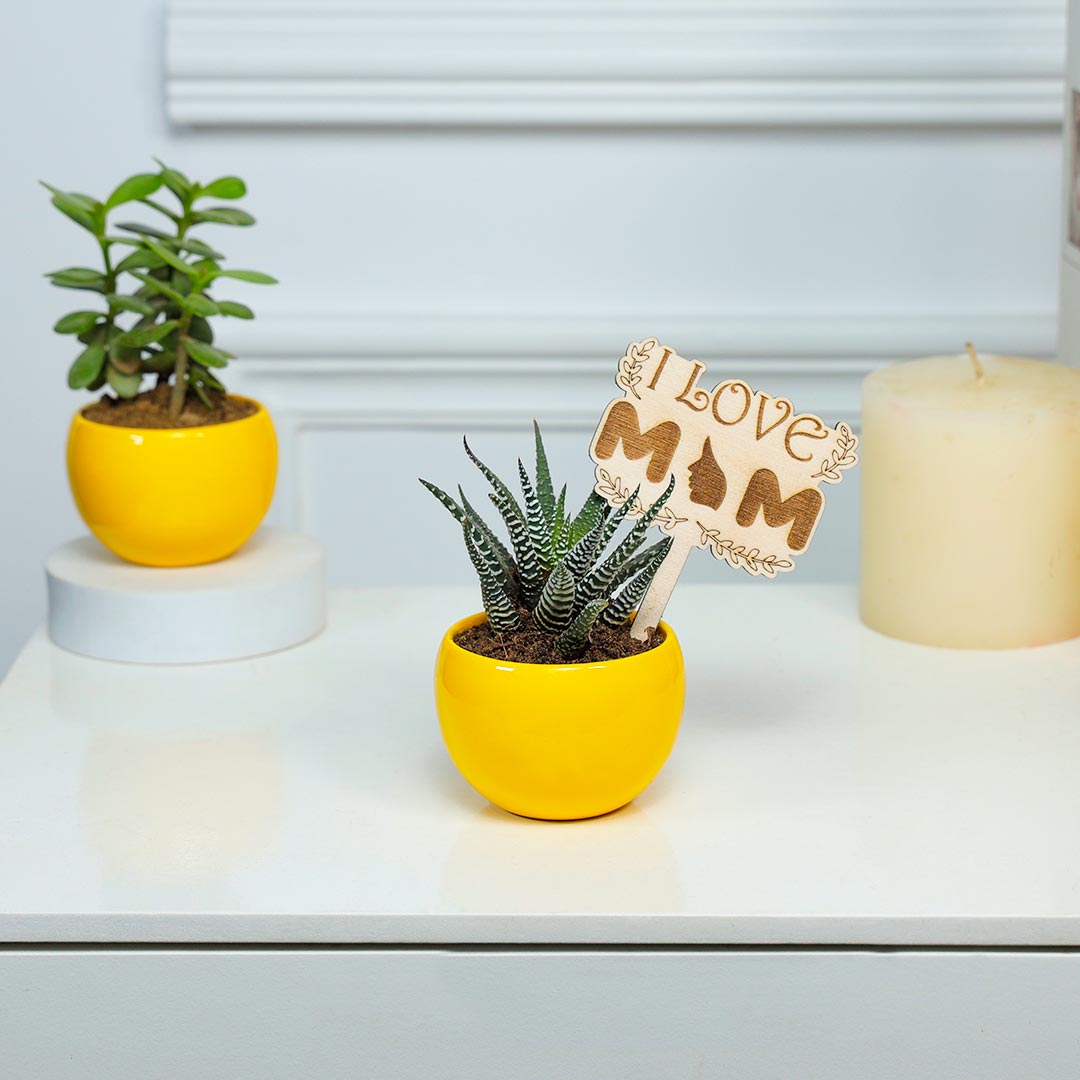 Jade And Haworthia Duo For Adorable Mom