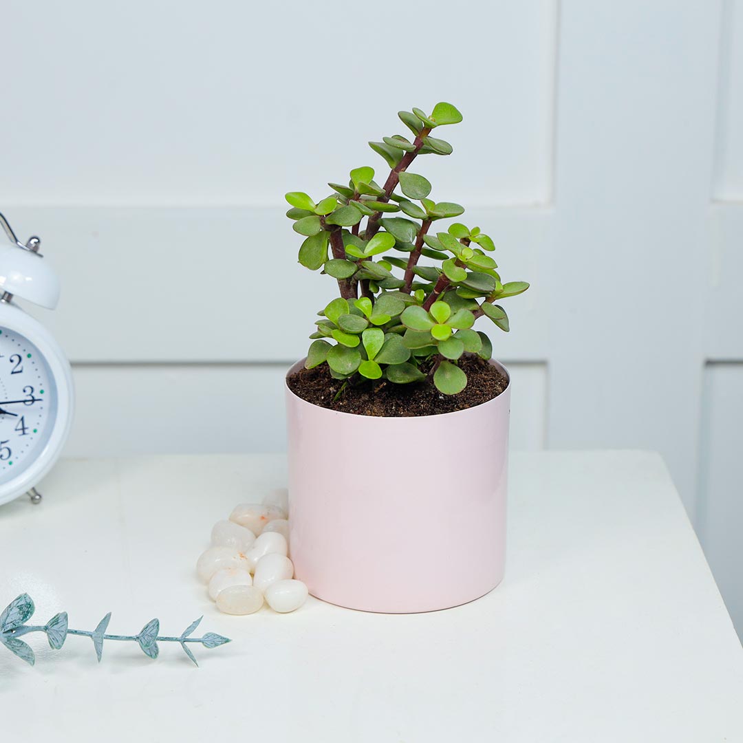 Jade Plant in Cute Pink Pot