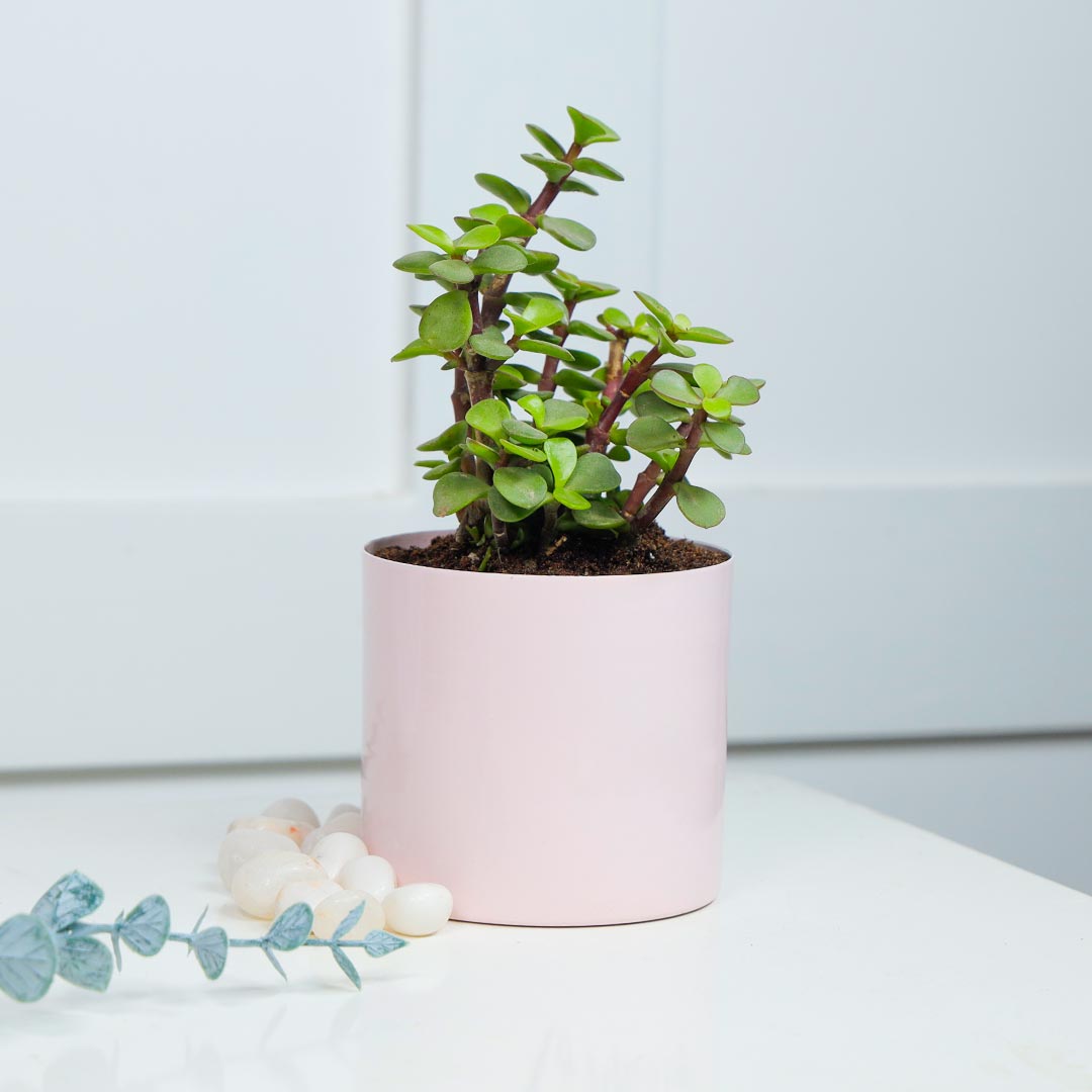 Jade Plant in Cute Pink Pot