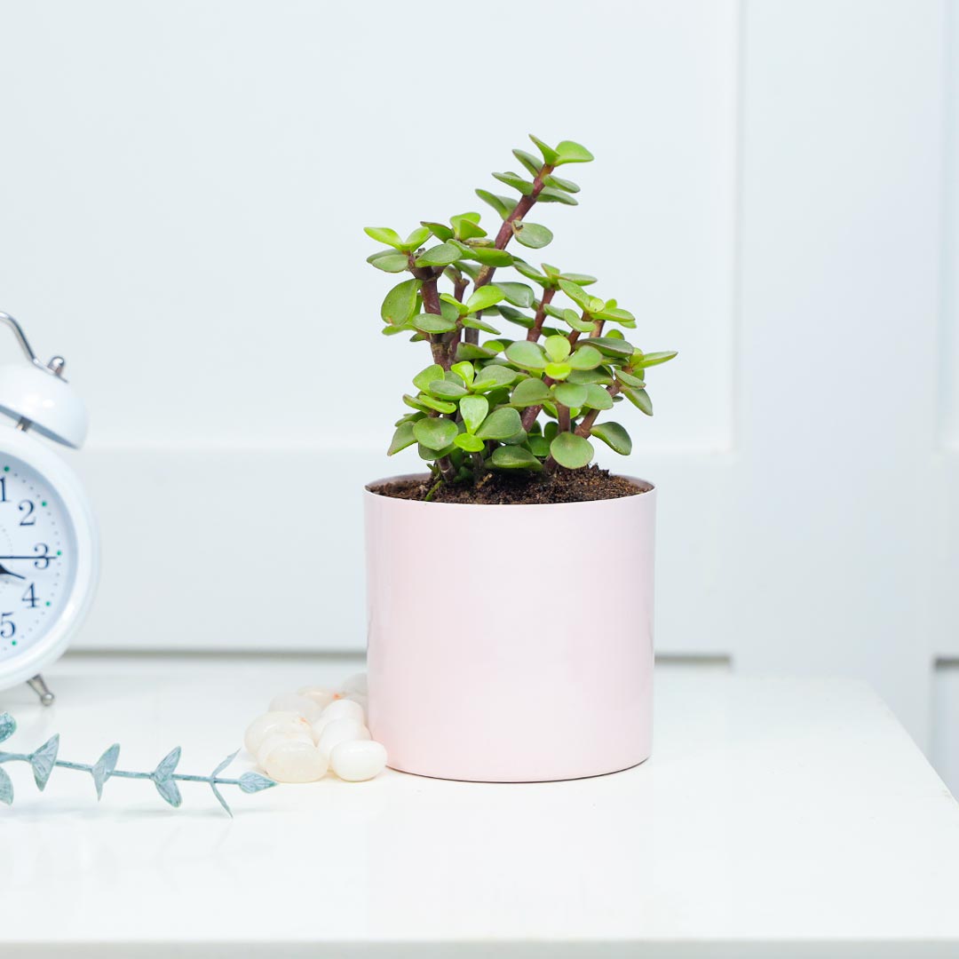 Jade Plant in Cute Pink Pot