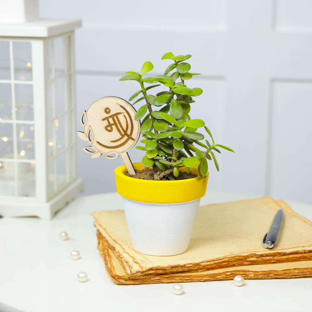 Jade Plant In Terracotta Pot For Pyaari Maa