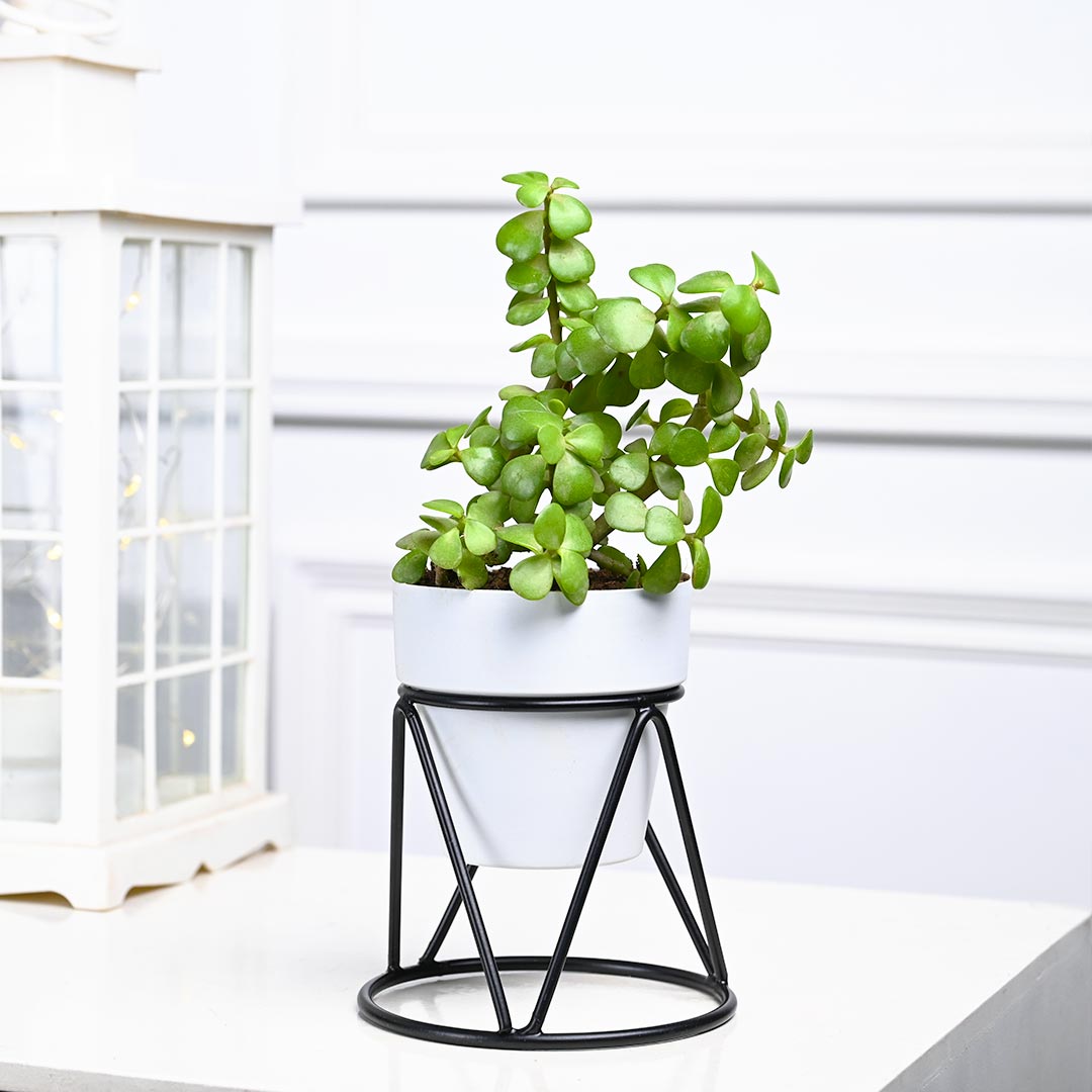 Jade Plant in White Pot with Designer Stand