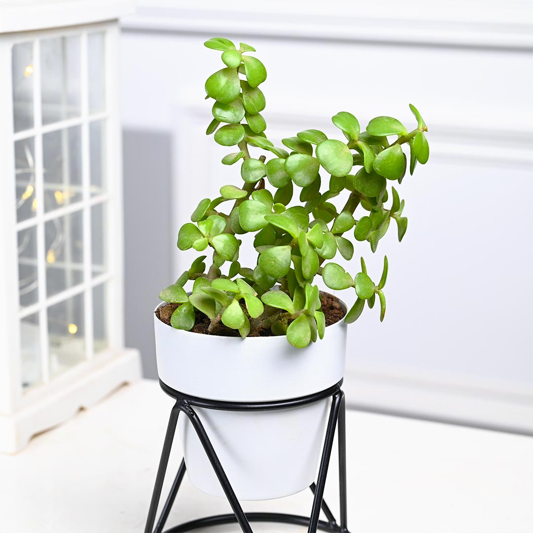 Jade Plant in White Pot with Designer Stand