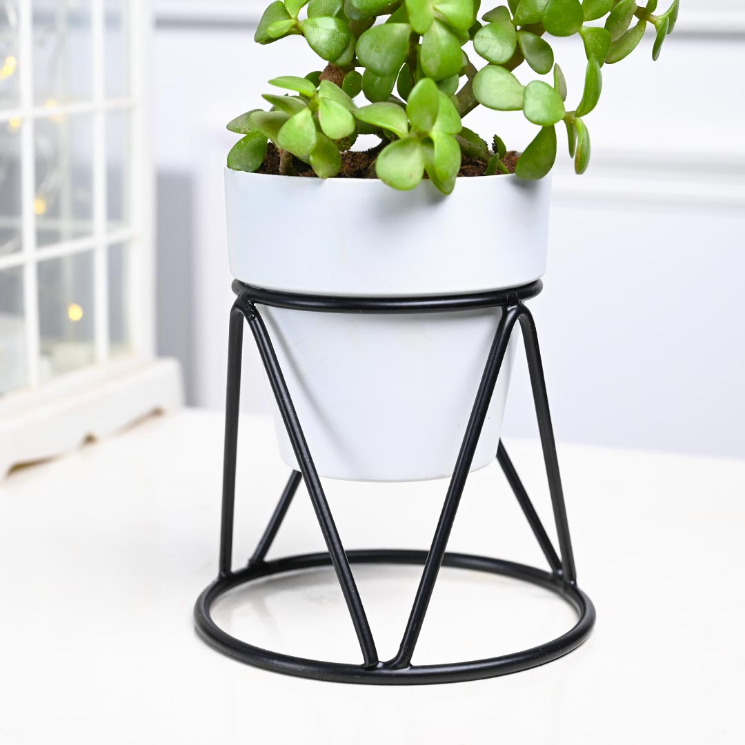 Jade Plant in White Pot with Designer Stand