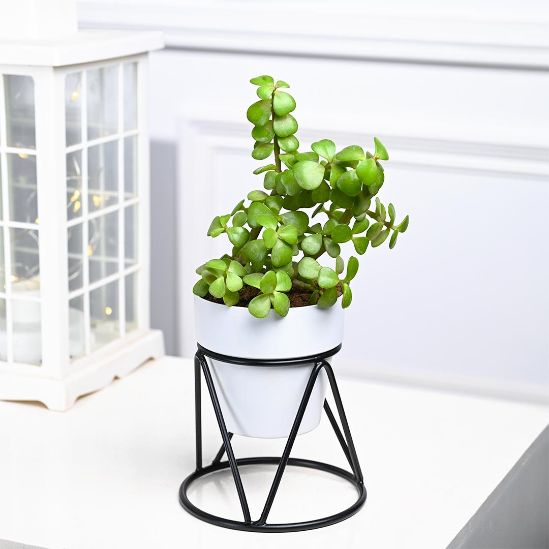 Jade Plant in White Pot with Designer Stand