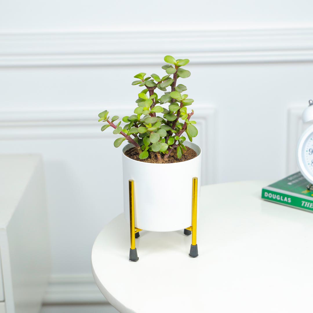 Jade Plant In White Pot With Stand