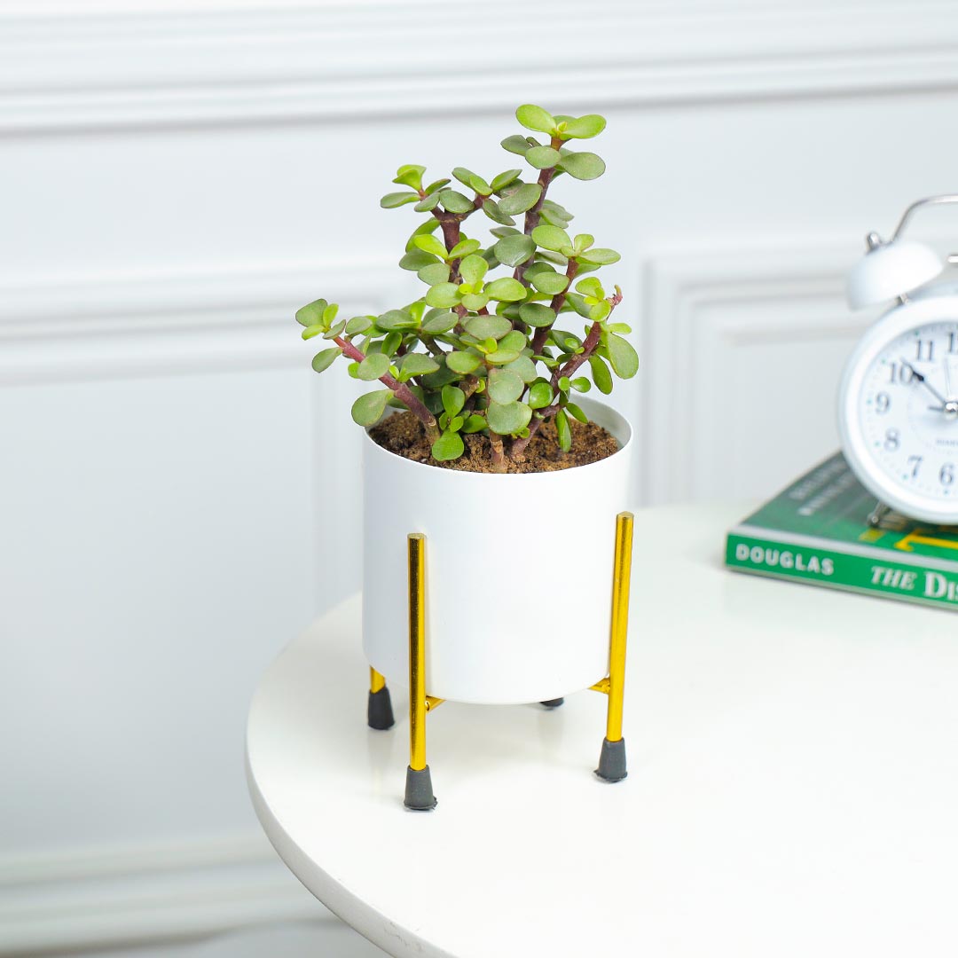 Jade Plant In White Pot With Stand