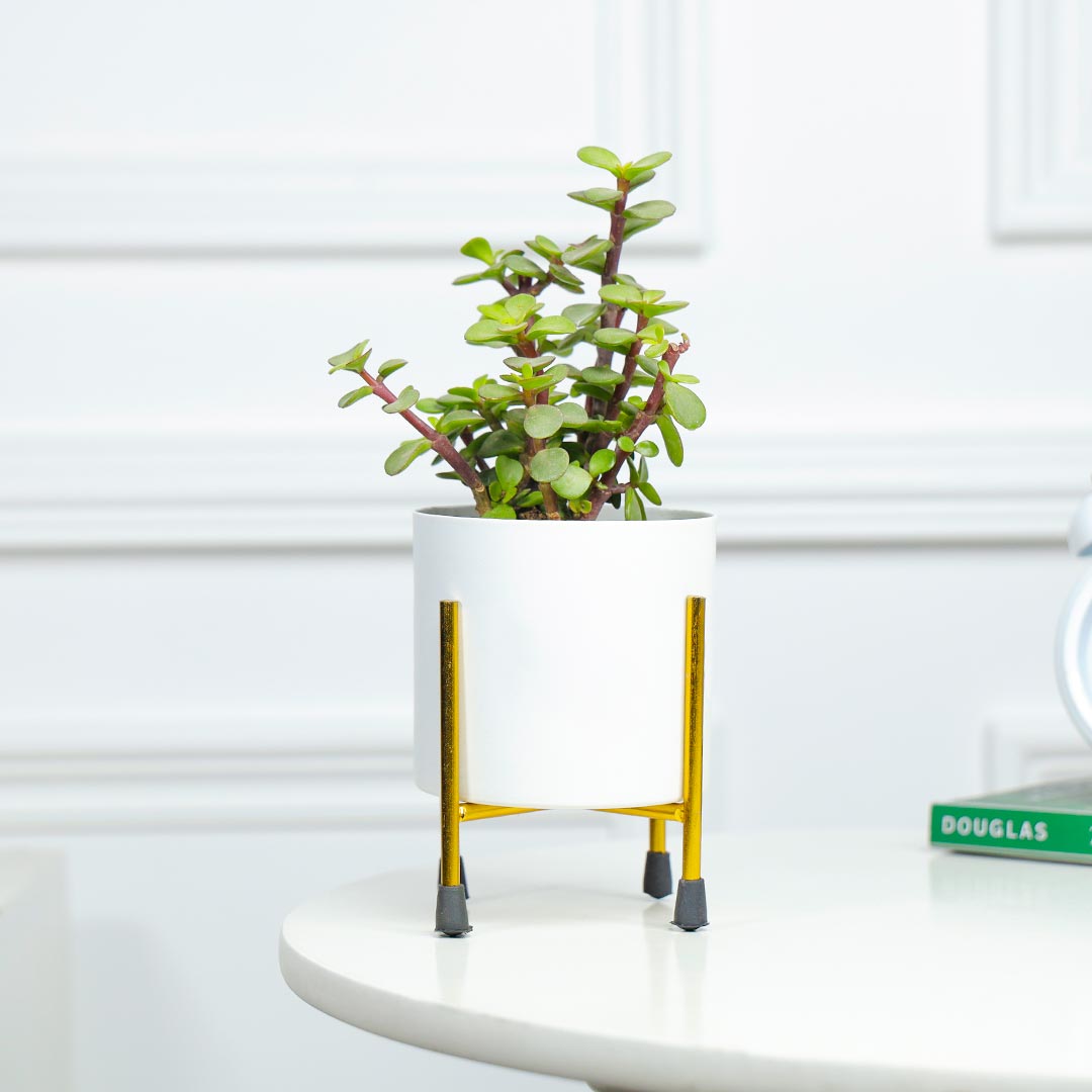 Jade Plant In White Pot With Stand