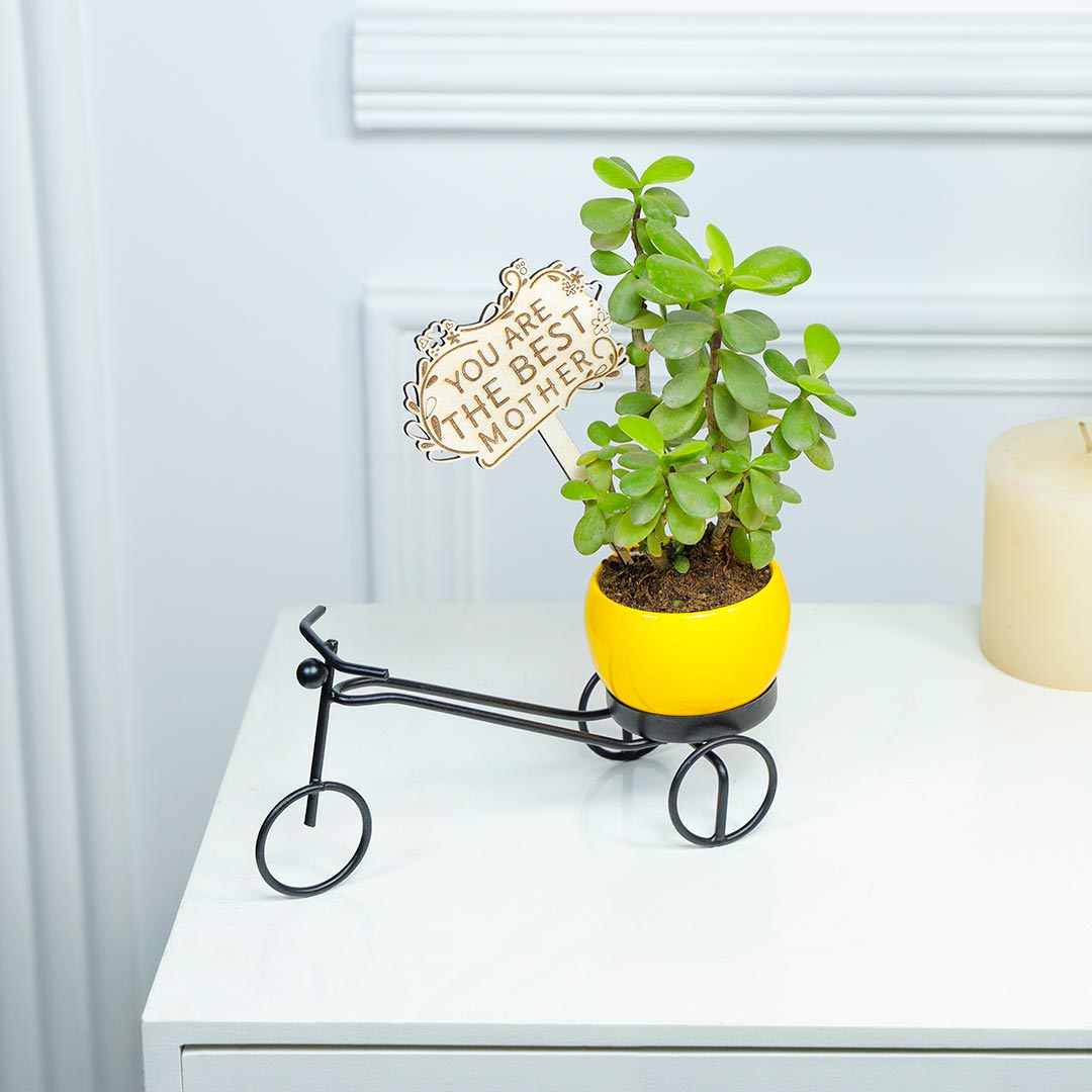 Jade Plant In Yellow Pot For Best Mother