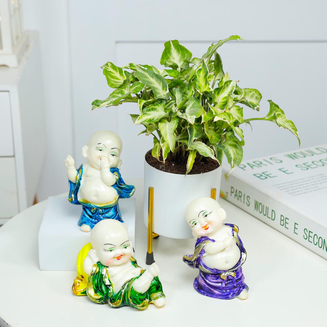 Joyful Monk And His Green Syngonium Plant