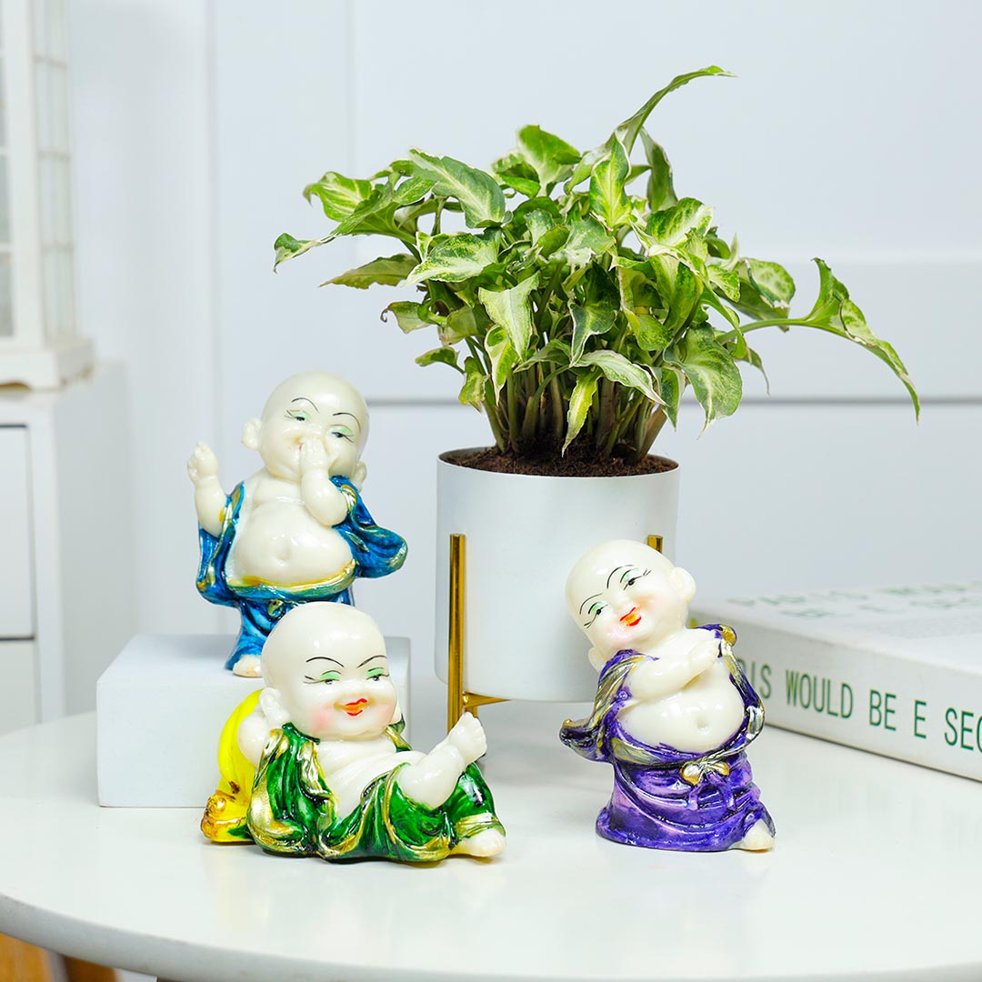 Joyful Monk And His Green Syngonium Plant