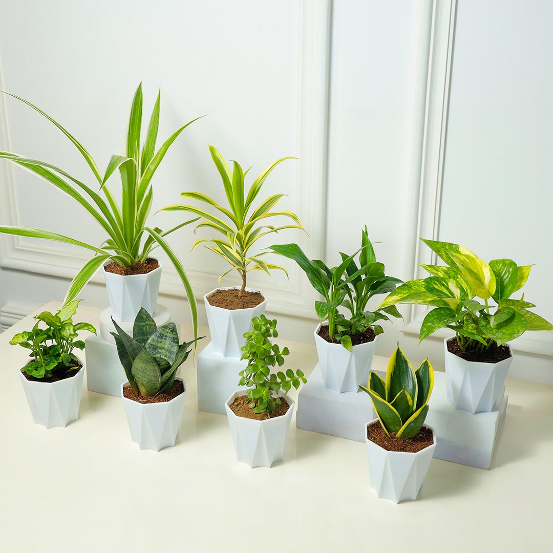 Jungle Vibes - Set Of 8 Plants