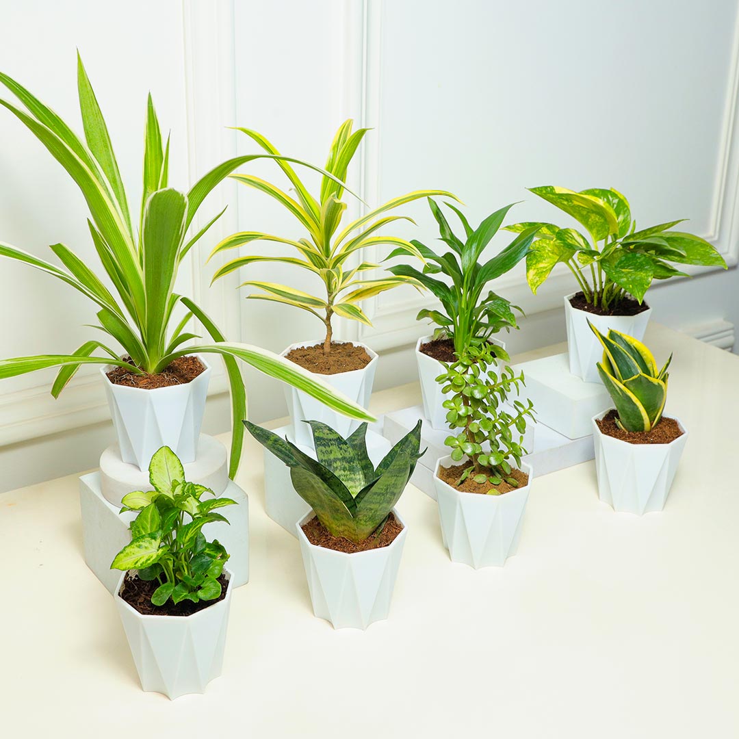 Jungle Vibes - Set Of 8 Plants