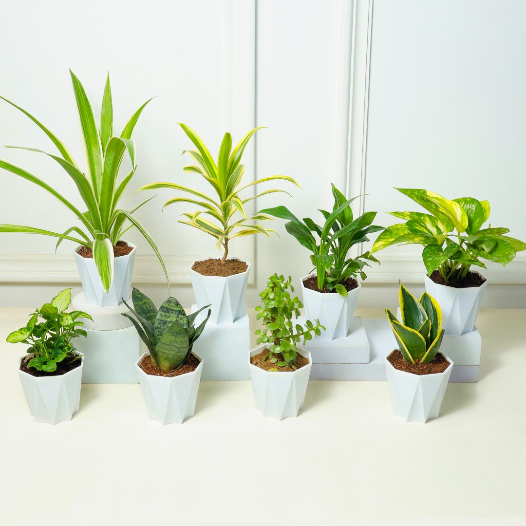 Jungle Vibes - Set Of 8 Plants