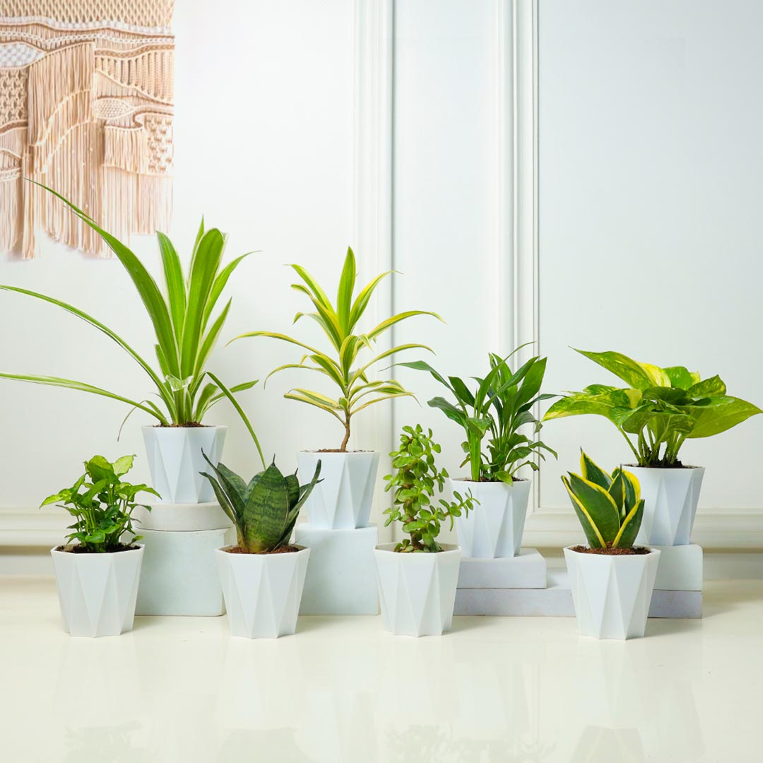 Buy Jungle Vibes - Set Of 8 Plants