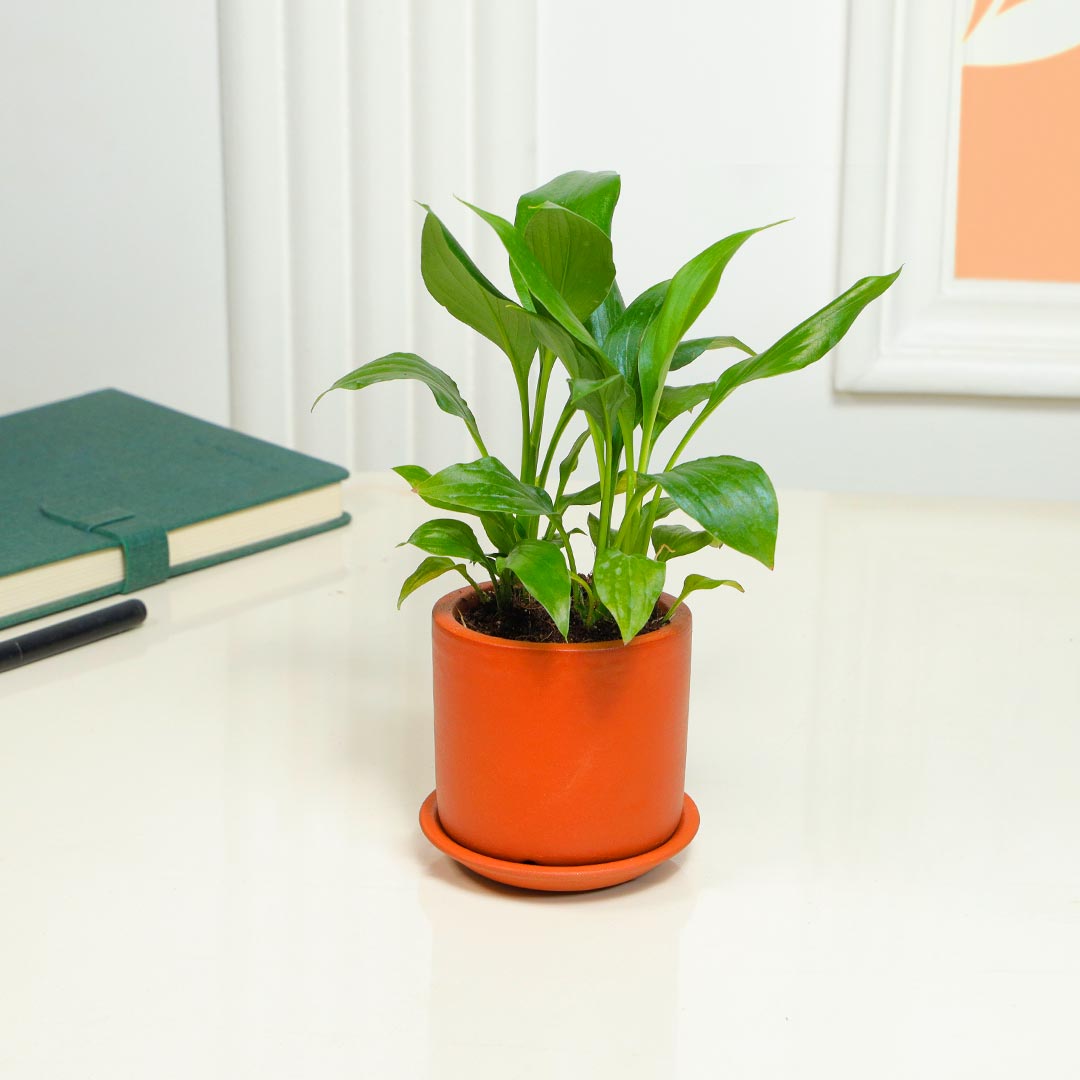 Lily in Cylinder Terracotta Pot with Base Plate