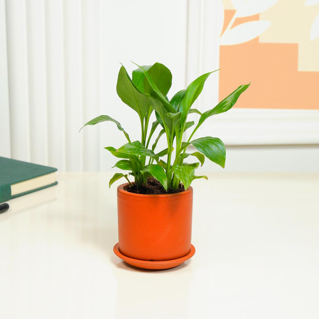 Lily in Cylinder Terracotta Pot with Base Plate