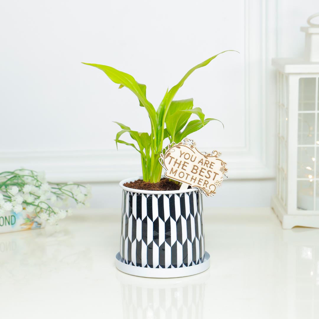 Lily Plant For Mother In Black N White Cylinder Pot