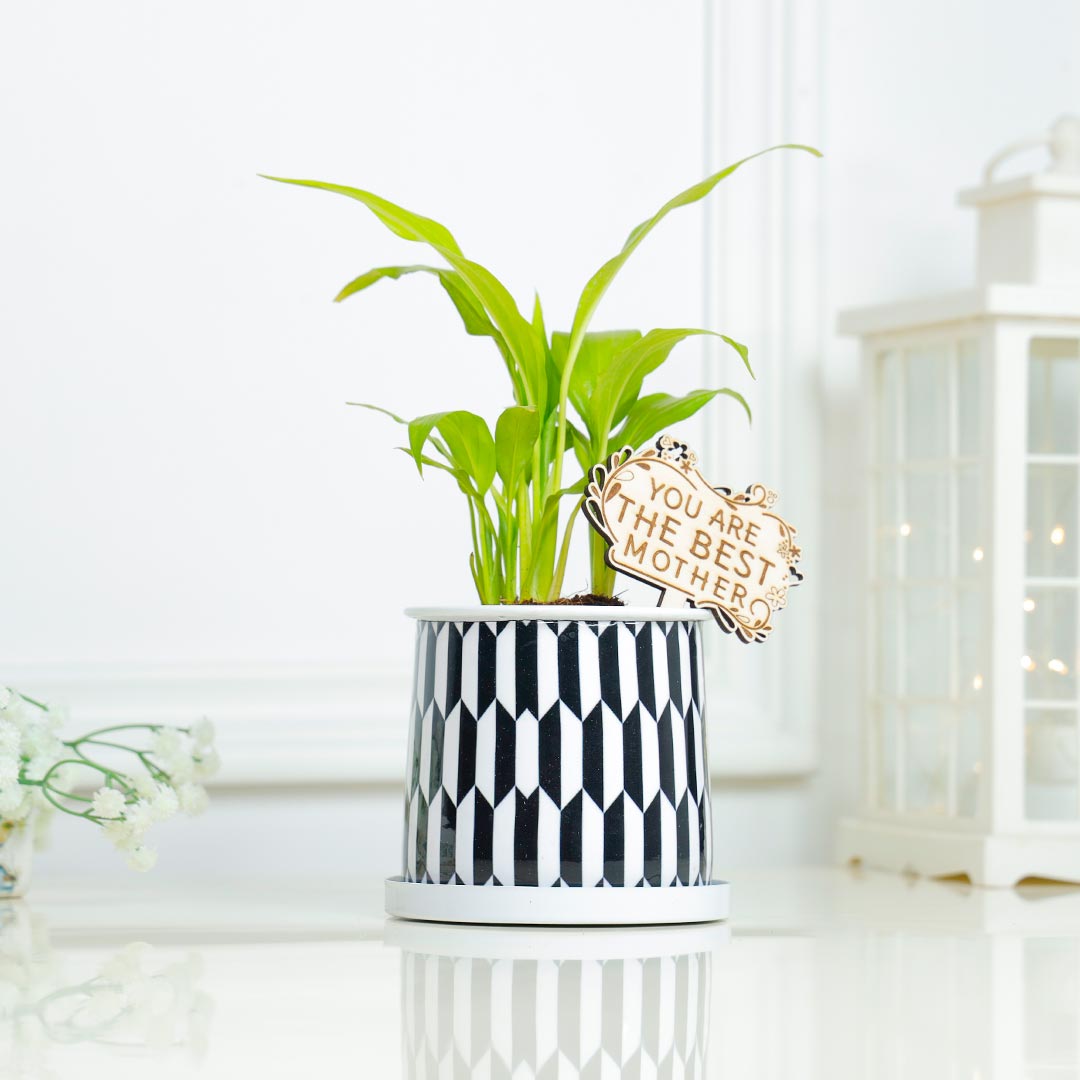 Lily Plant For Mother In Black N White Cylinder Pot