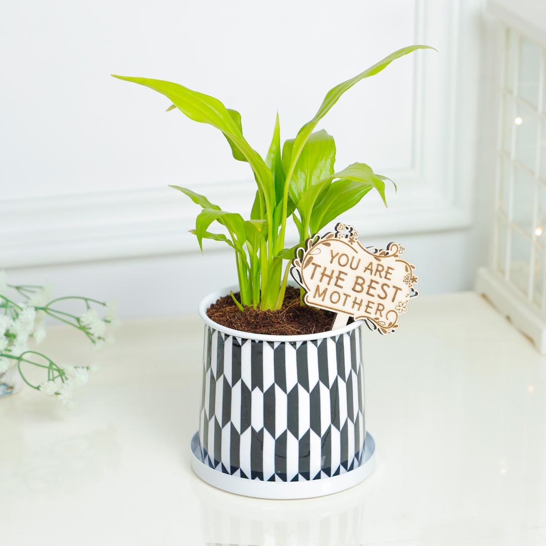 Lily Plant For Mother In Black N White Cylinder Pot