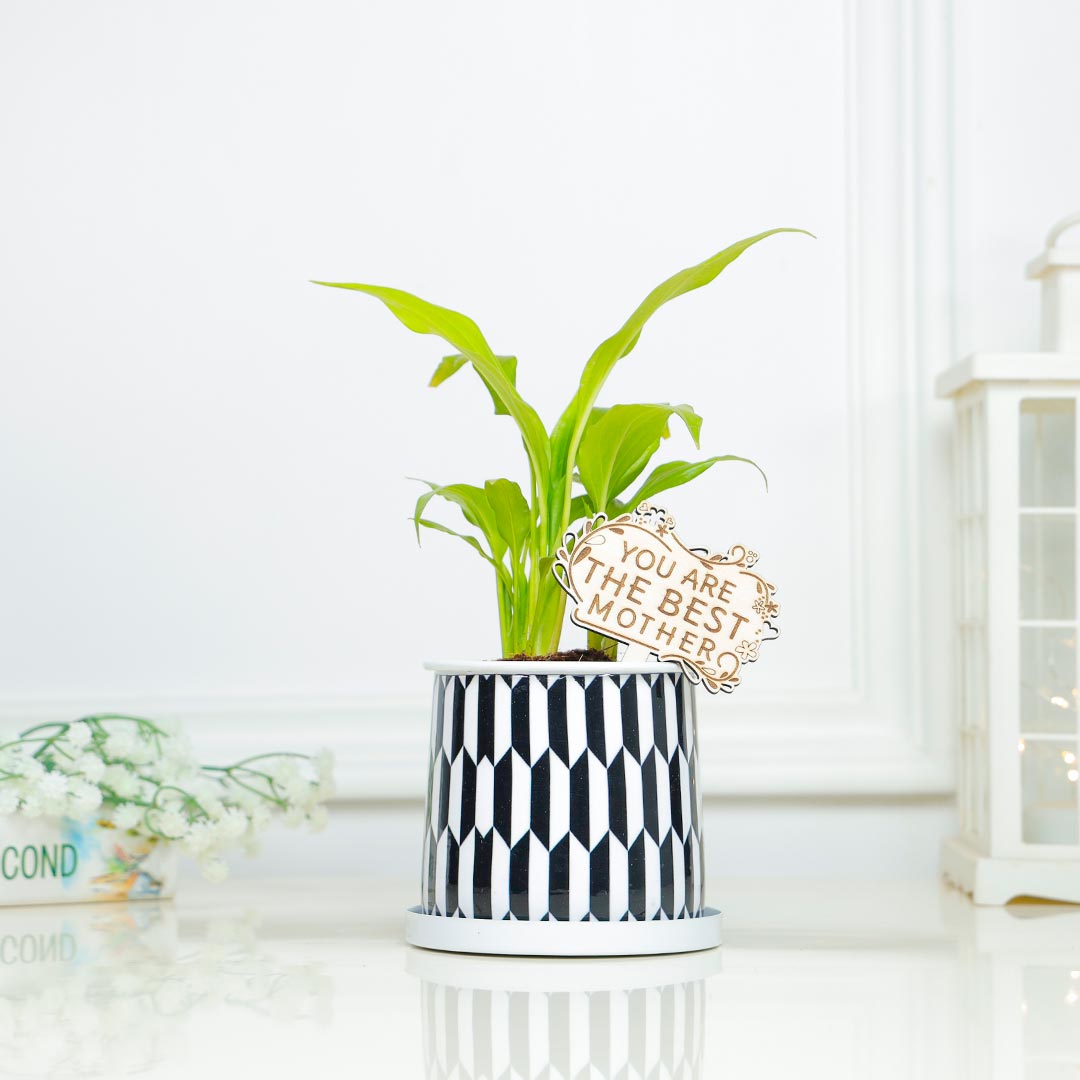 Lily Plant For Mother In Black N White Cylinder Pot