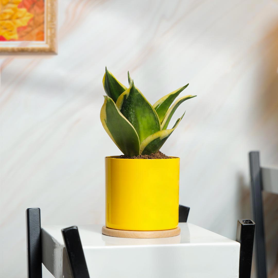 Lotus Sansevieria Snake plat in Yellow Pot