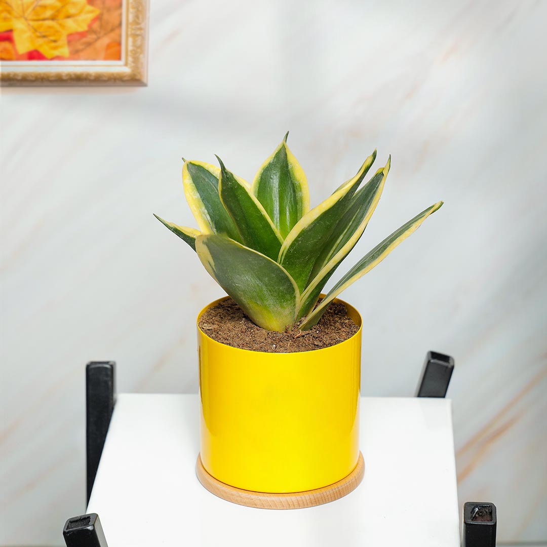 Lotus Sansevieria Snake plat in Yellow Pot