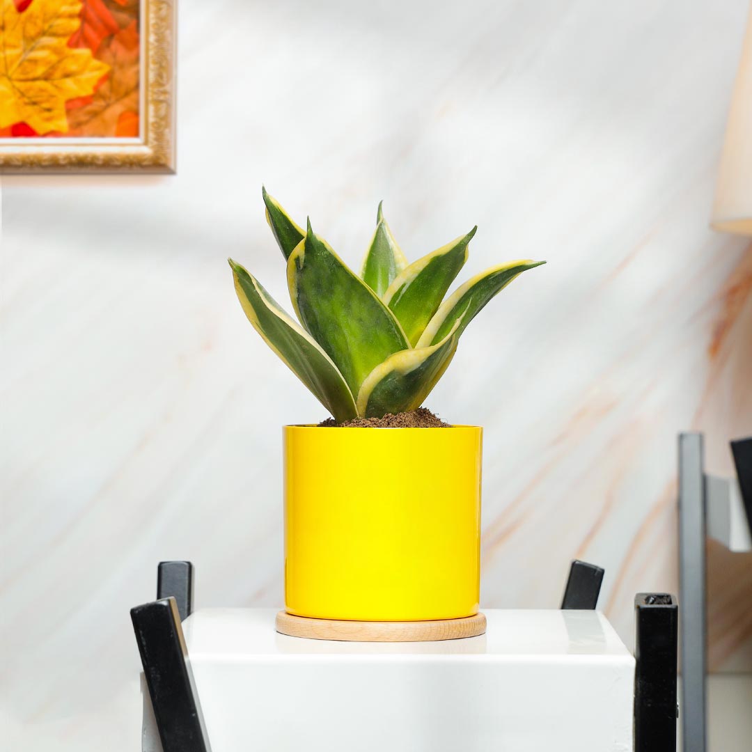 Lotus Sansevieria Snake plat in Yellow Pot