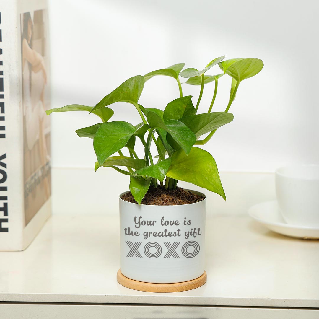 Love Is Greatest Gift - Money Plant in White pot