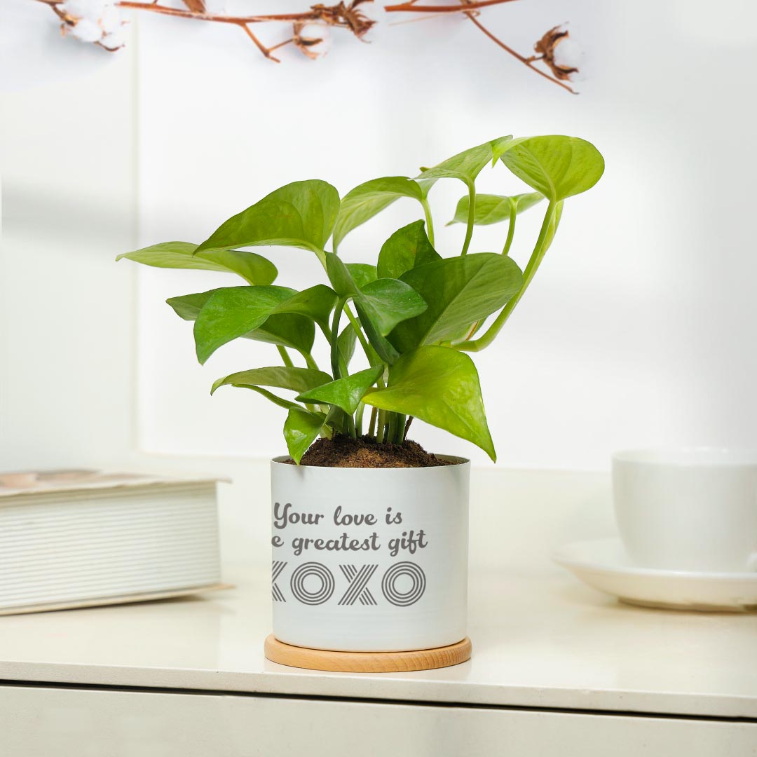 Love Is Greatest Gift - Money Plant in White pot