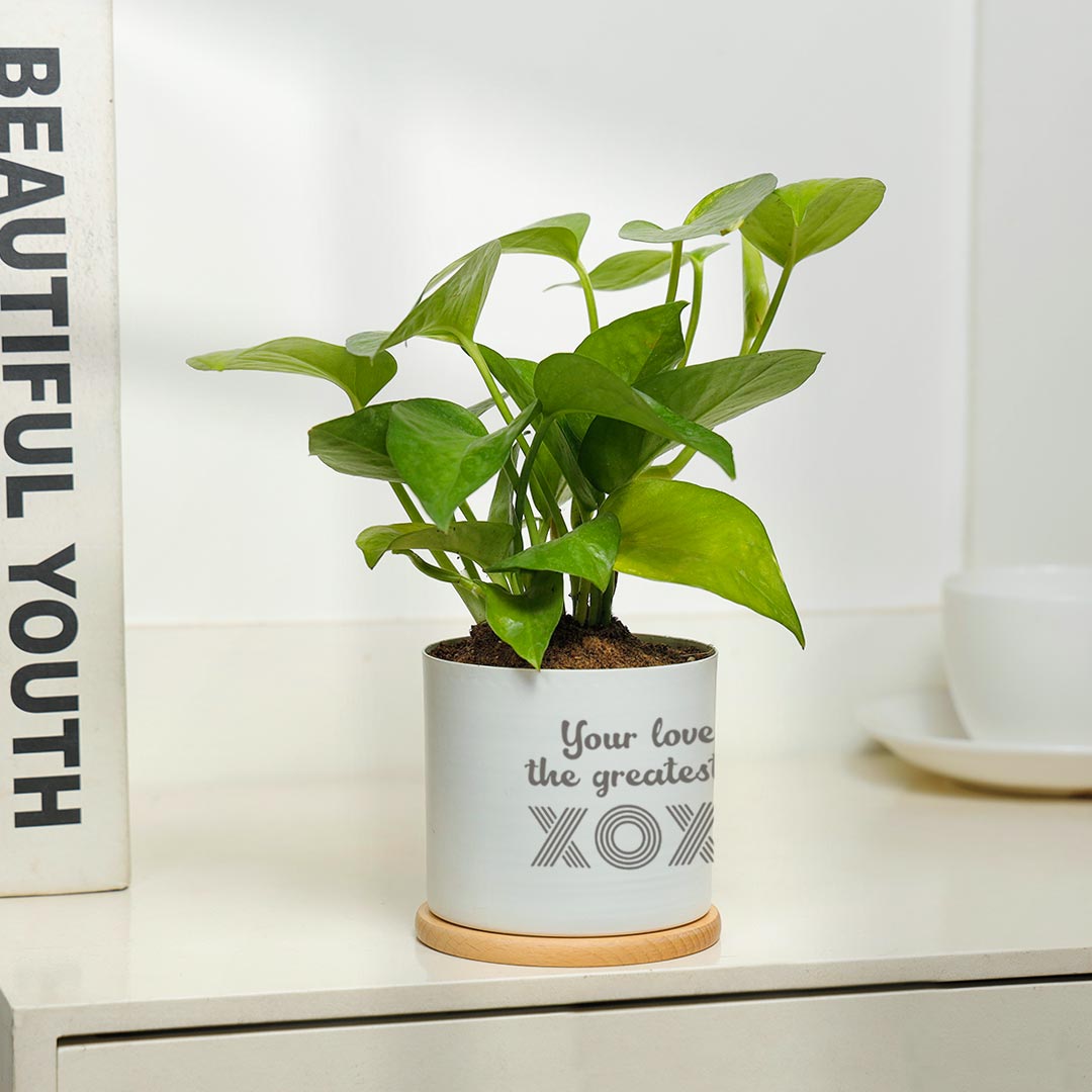 Love Is Greatest Gift - Money Plant in White pot