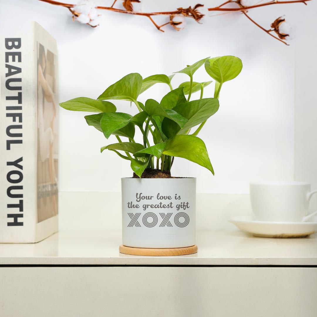 https://www.unrealgift.com/Love Is Greatest Gift - Money Plant in White pot