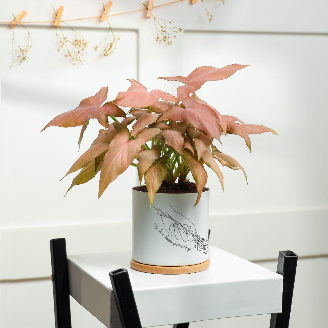 Love Keep Growing - Pink Syngonium Plant in White Pot