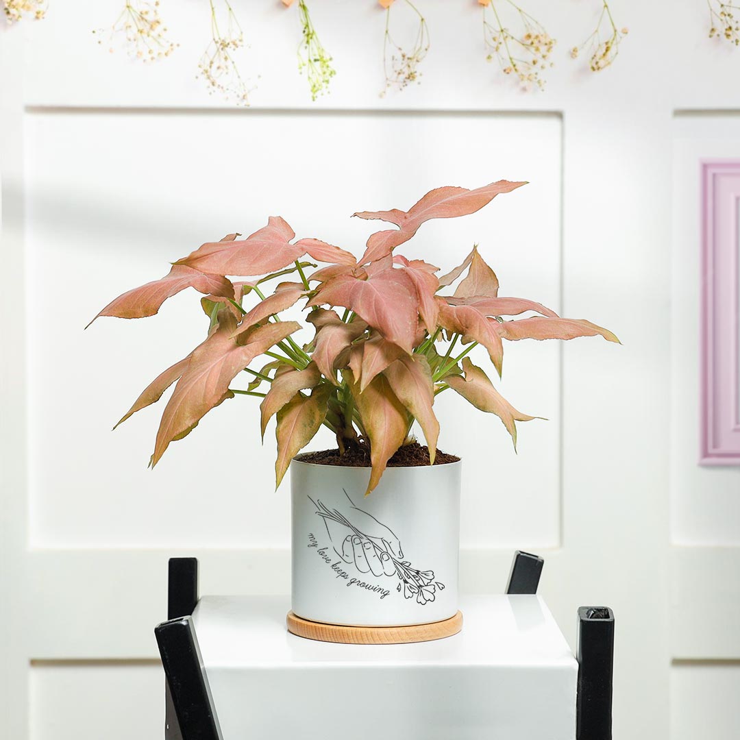 Love Keep Growing - Pink Syngonium Plant in White Pot