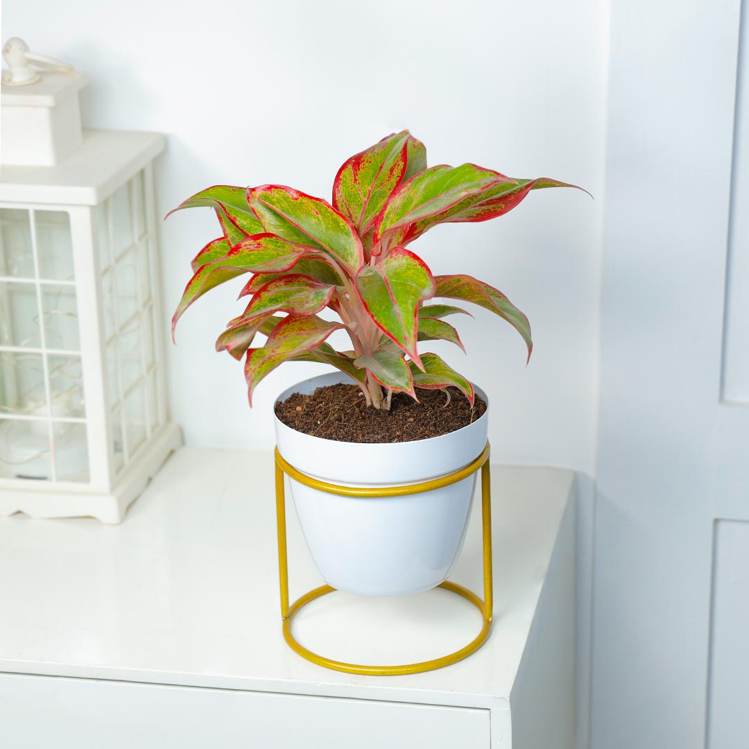 Love Red Aglaonema Plant