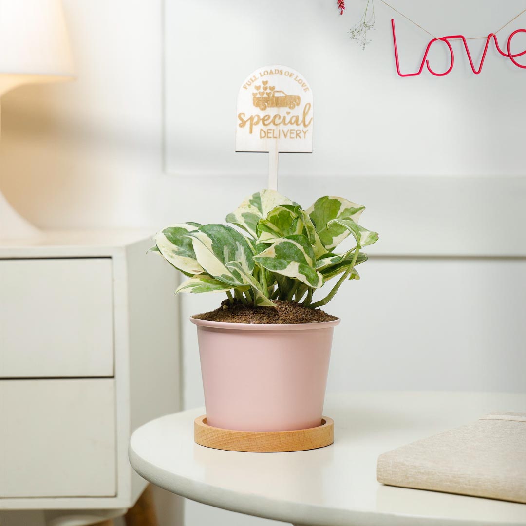 https://www.unrealgift.com/Love Special Delivery - White Phothos Plant