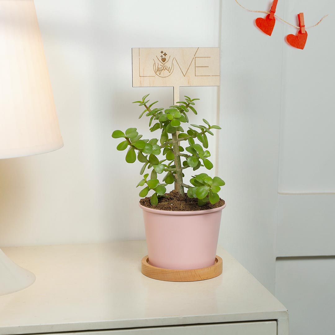 Love You Jade Plant In Pinkish Pot