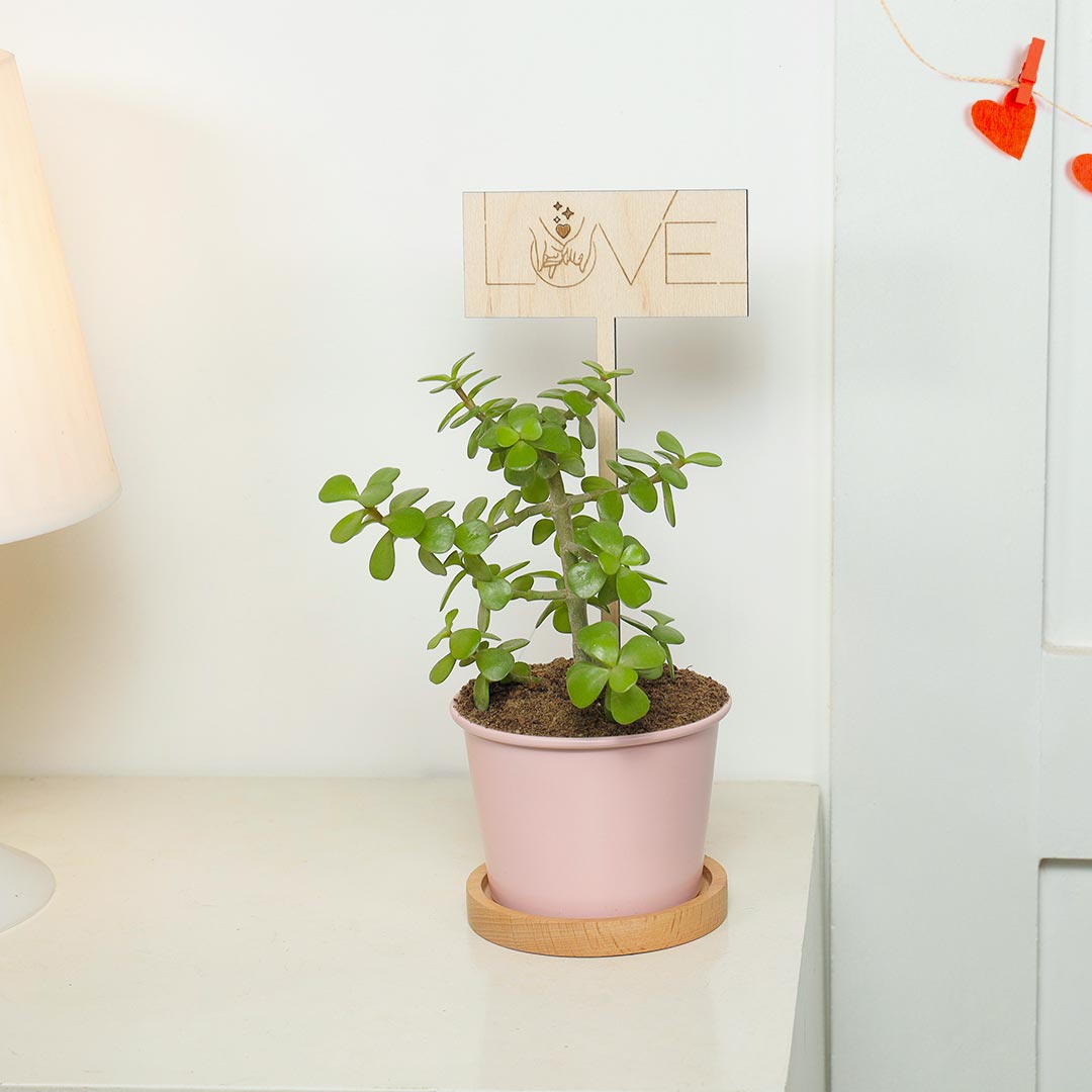 Love You Jade Plant In Pinkish Pot