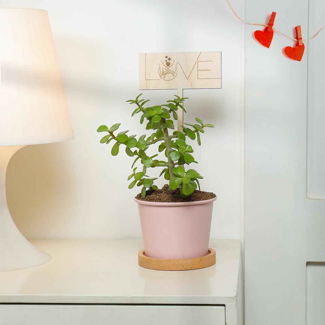 https://www.unrealgift.com/Love You Jade Plant In Pinkish Pot