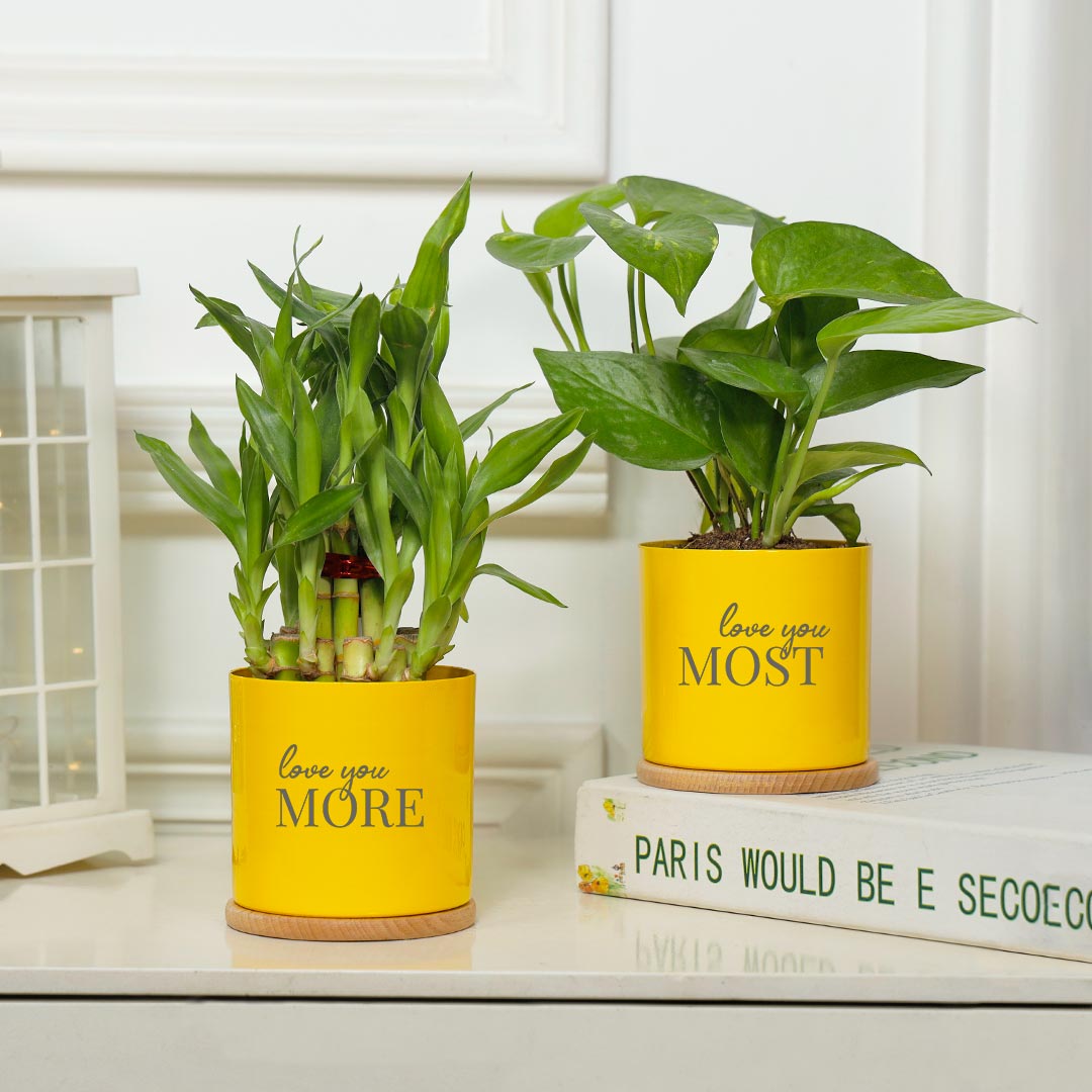 https://www.unrealgift.com/Love You More N Most Couple - Lucky Bamboo N Money Plant Combo