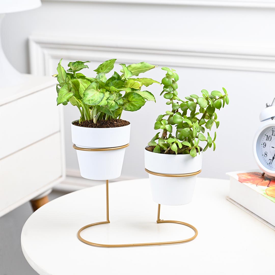 Lovely Combo Of Indoor Plant with Stand