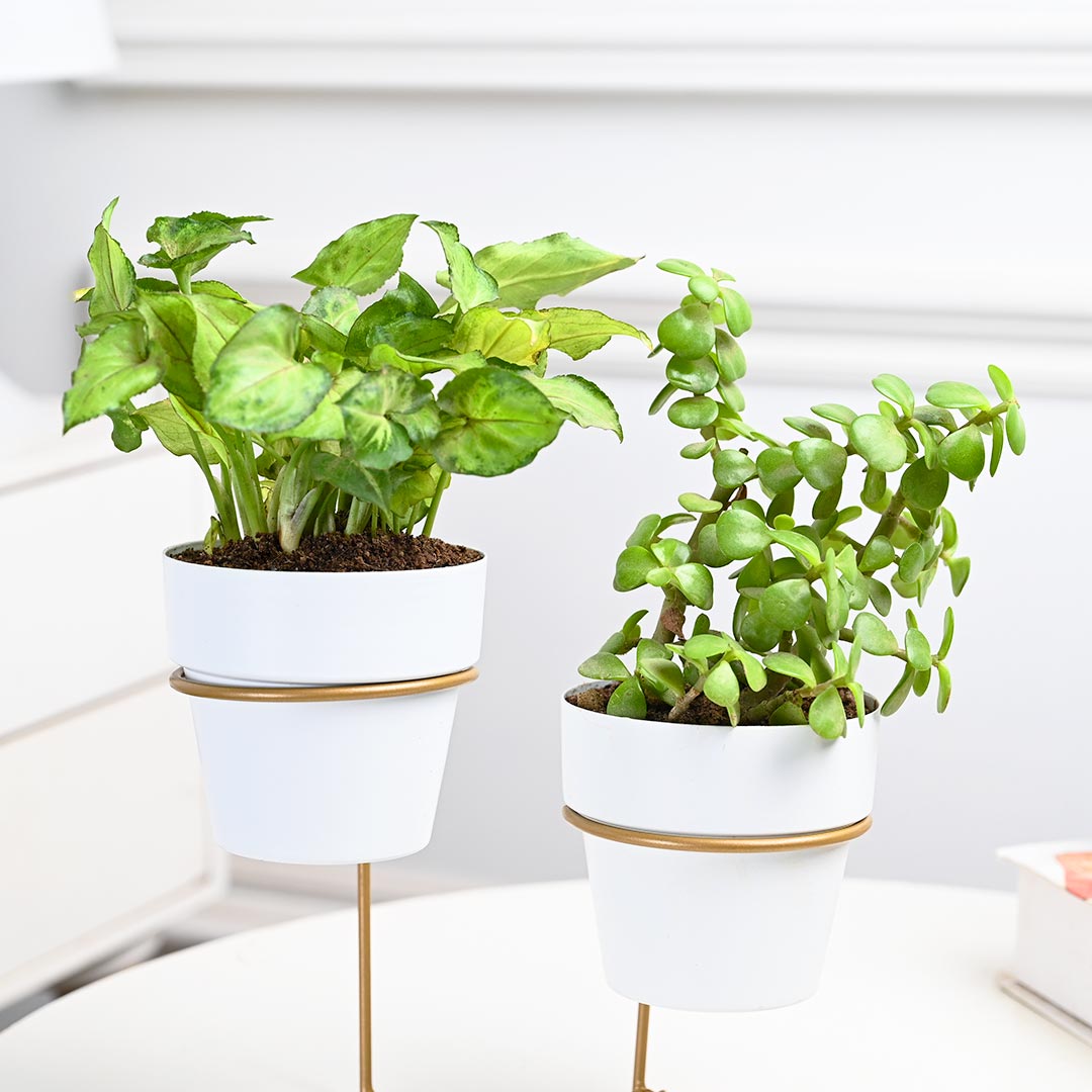 Lovely Combo Of Indoor Plant with Stand