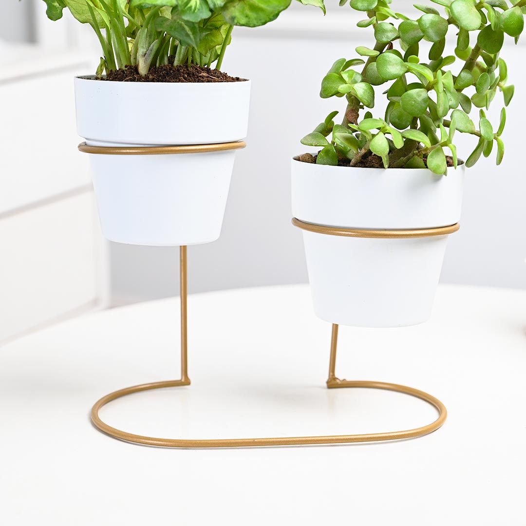 Lovely Combo Of Indoor Plant with Stand