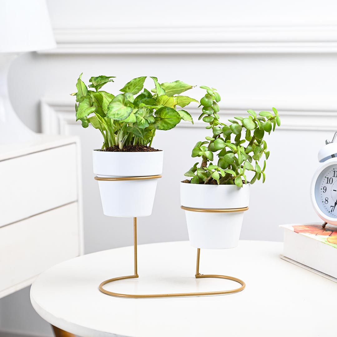 Lovely Combo Of Indoor Plant with Stand