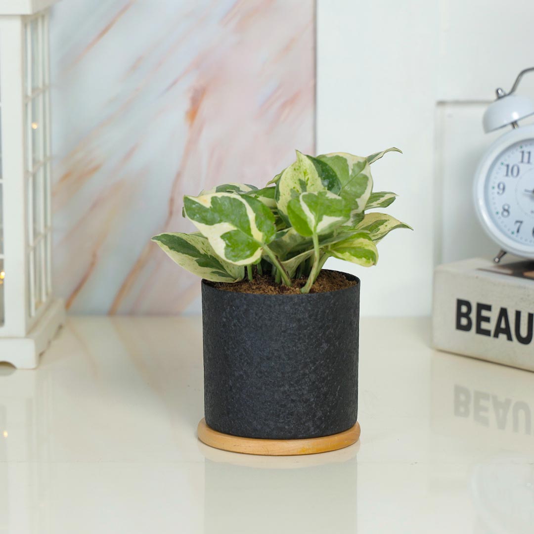 Lovely White Phothos In Black Textured Pot