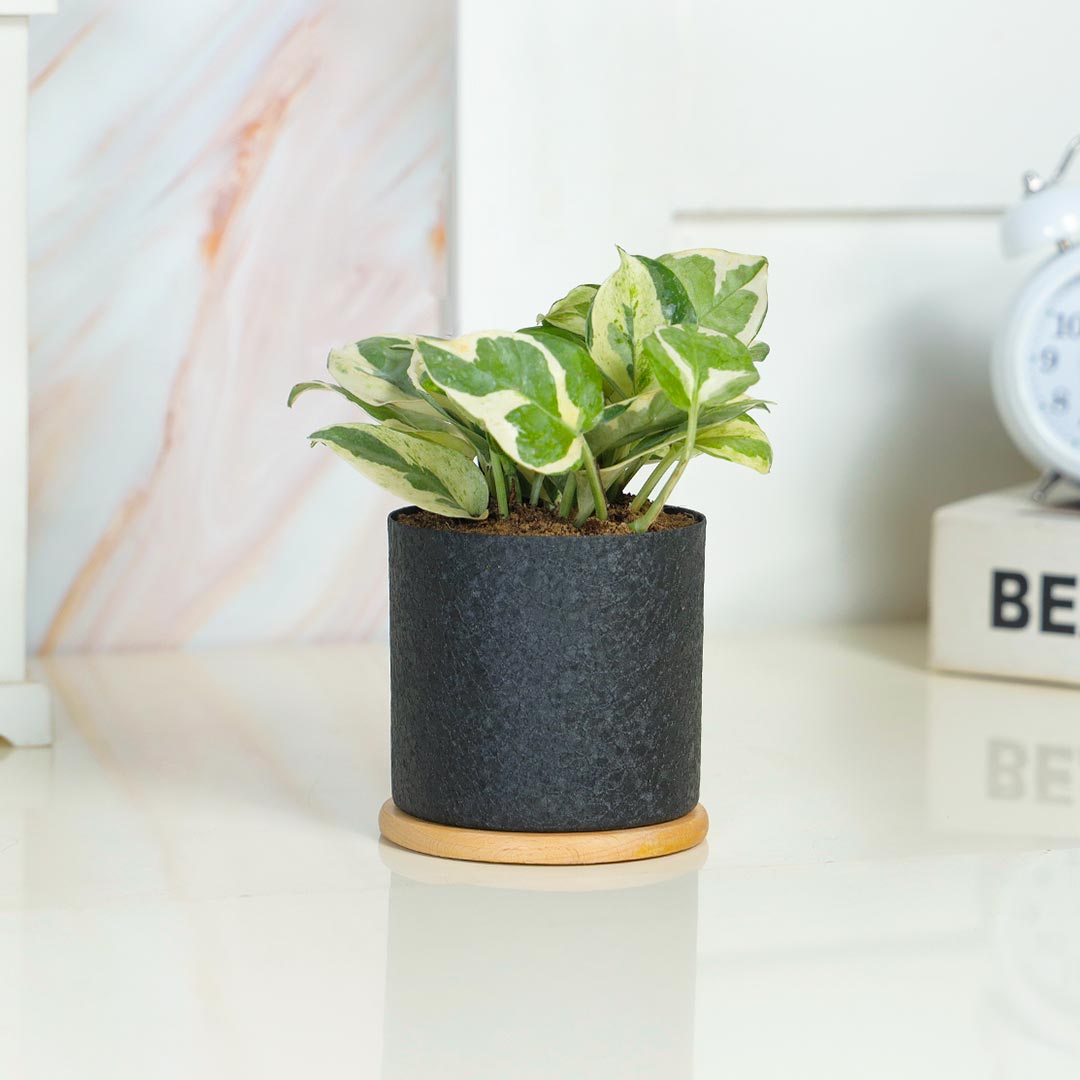 Lovely White Phothos In Black Textured Pot