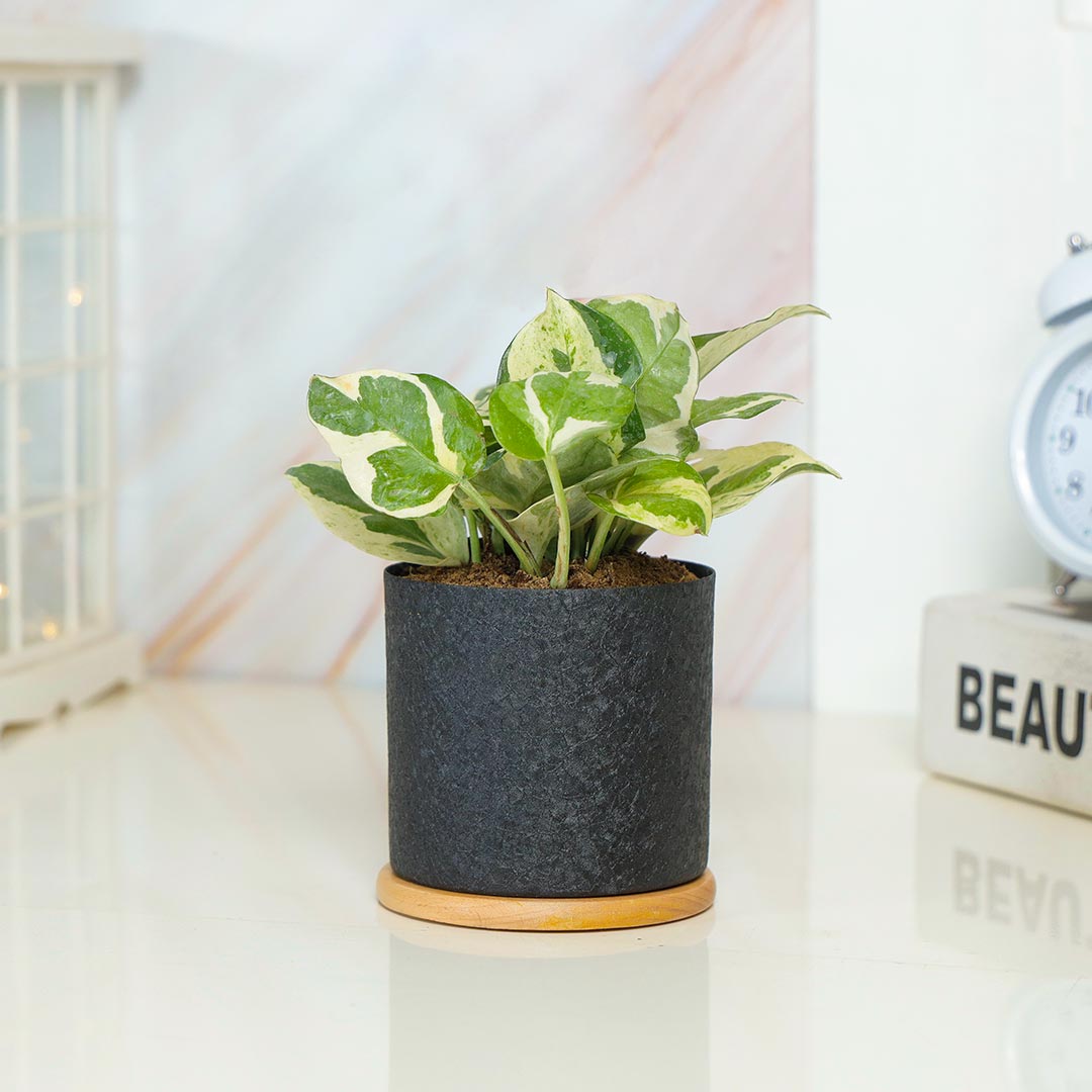 Lovely White Phothos In Black Textured Pot