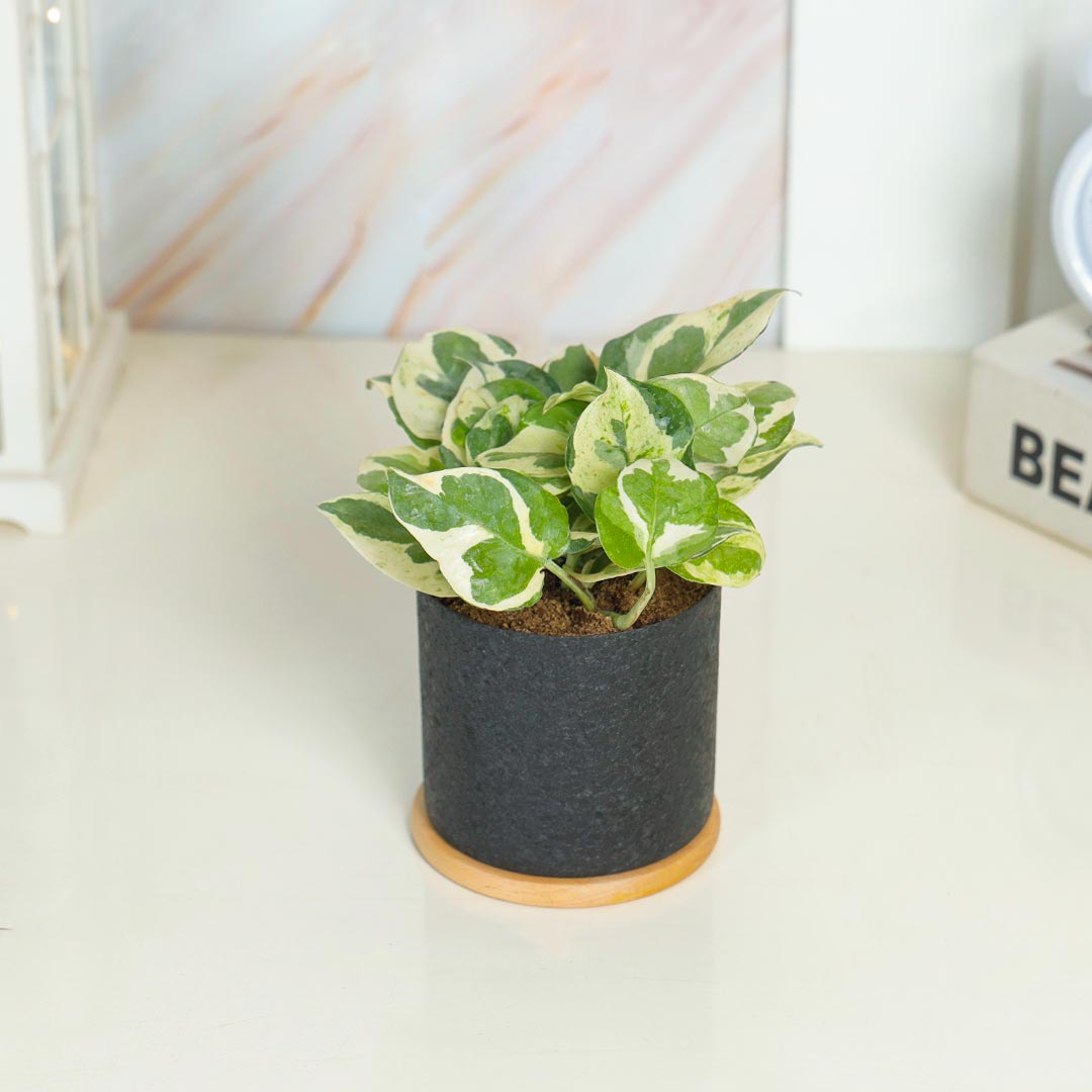 Lovely White Phothos In Black Textured Pot