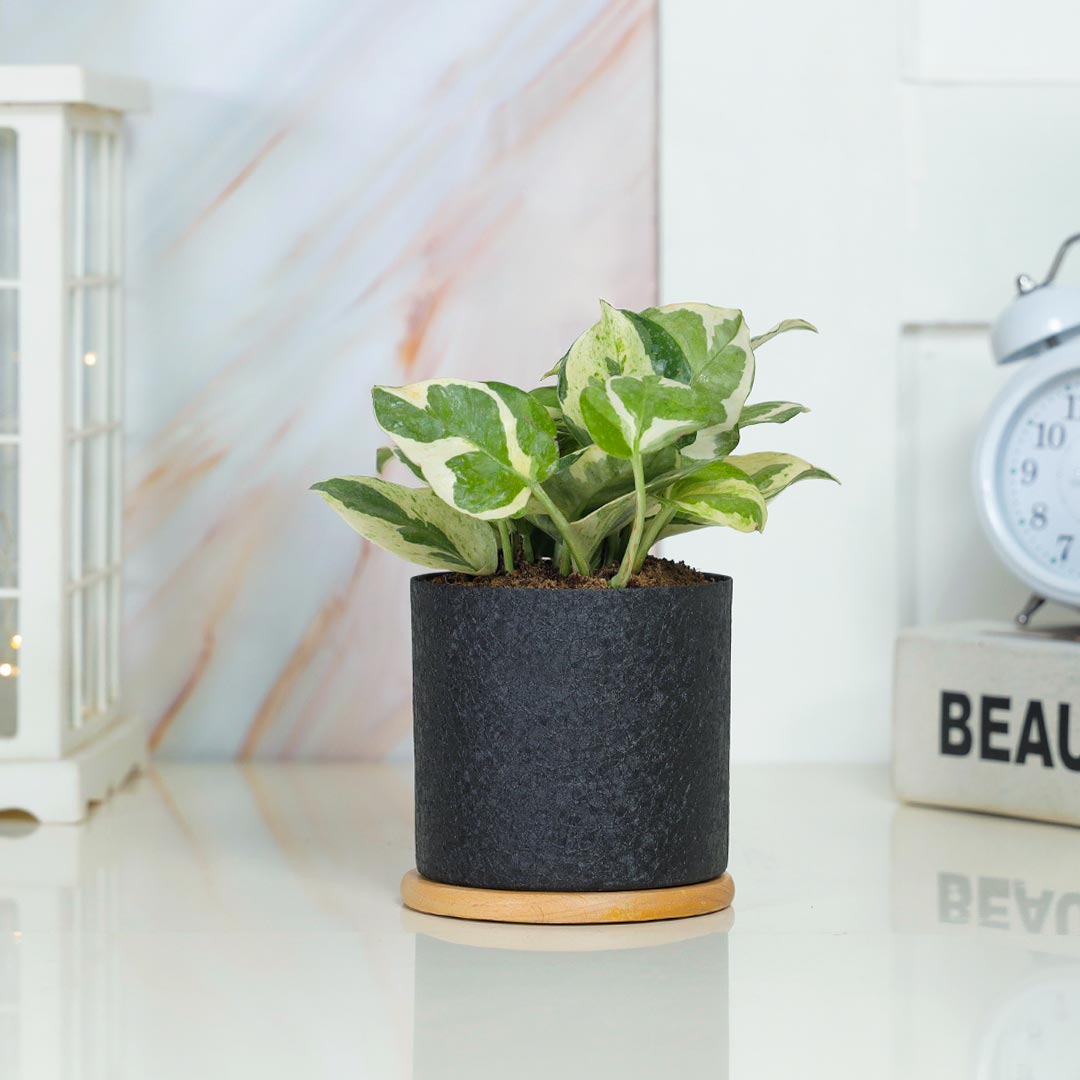 Lovely White Phothos In Black Textured Pot