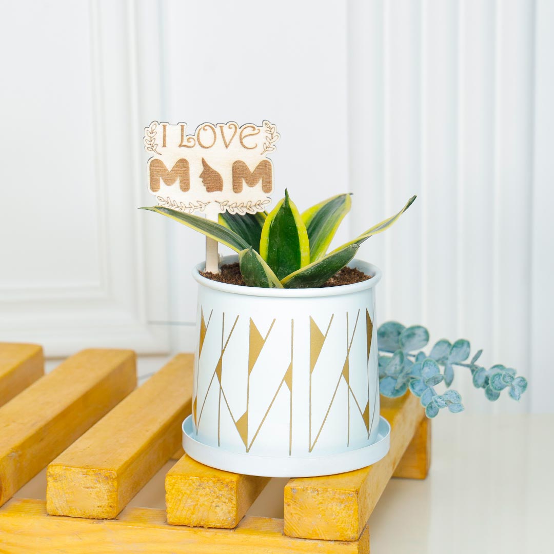 Low Maintenance Snake Plant For Mom